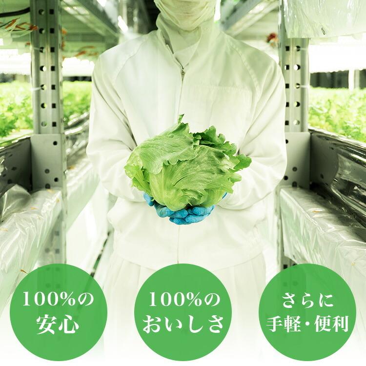 野菜 無農薬 レタス 福井県美浜町特産 美い玉 レタス 250g規格 メーカー直送品 屋内栽培 Led野菜 新鮮 びぃだま ノーマン Noumann Z エランドショップ 通販 Yahoo ショッピング