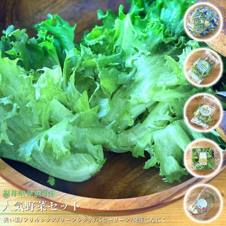 野菜 詰め合わせ レタス 人気野菜セット メーカー直送品 屋内栽培 Led野菜 新鮮 美い玉 レタス フリルレタス リーフレタス ベビーリーフ にんにく Z エランドショップ 通販 Yahoo ショッピング