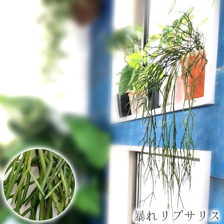 フェイクグリーン おしゃれ 暴れリプサリス インテリア 観葉植物 デコレーション 模様替え 癒し プレゼント ギフト 引越し 一人暮らし お祝い いなざうるす屋 Z エランドショップ 通販 Yahoo ショッピング