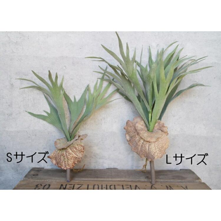いなざうるす屋 フェイクグリーン ツンツン葉っぱのコウモリランl 壁飾り 壁掛けインテリア 観葉植物 ウォールデコレーション 緑 壁掛け インテリア Z 生活雑貨 通販 ランデルストア 通販 Yahoo ショッピング