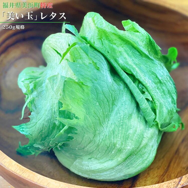 野菜 無農薬 レタス 福井県美浜町特産 美い玉 レタス 250g規格 メーカー直送のため代引不可 屋内栽培 Led野菜 新鮮 びぃだま ノーマン Noumann Z 生活雑貨 通販 ランデルストア 通販 Yahoo ショッピング