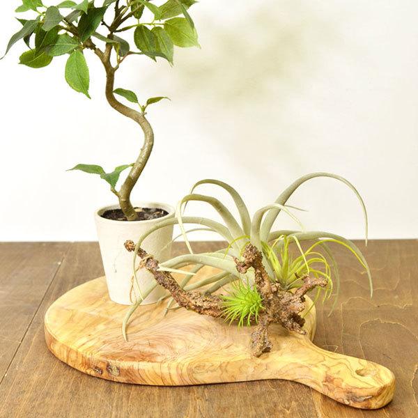 オリーブウッド カッティングボード ラウンド 42×30cm olive 