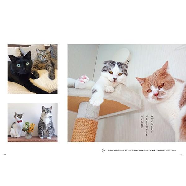今日 やすんじゃえば サプライズbook ネコ 猫 写真 本 書籍 写真集 コンビニ本 インスタ 人気猫 癒し かわいい Entre Square ヤフー店 通販 Yahoo ショッピング