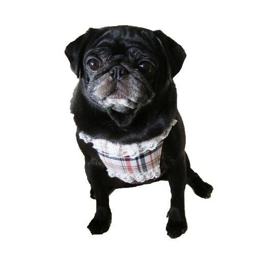 春夏新作モデル 犬服型紙 クールエプロン 小型犬用 Xs Sサイズ テキスト付き Whitesforracialequity Org