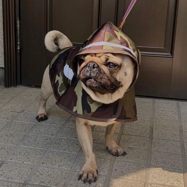 犬服型紙 レインコート 小型犬 小型犬ロング 中型犬用 テキスト付き Pco 017 Eパターン コレクション ヤフー店 通販 Yahoo ショッピング