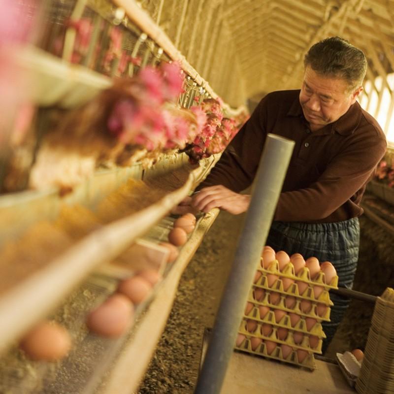 卵 鶏卵 ブランド卵 稲見商店 特選 那須御養卵 極 30個入 : ホテル