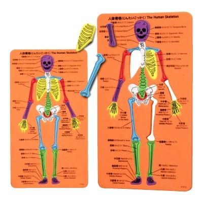 教材景品　骨格の構造パズル　まとめ買い100セット