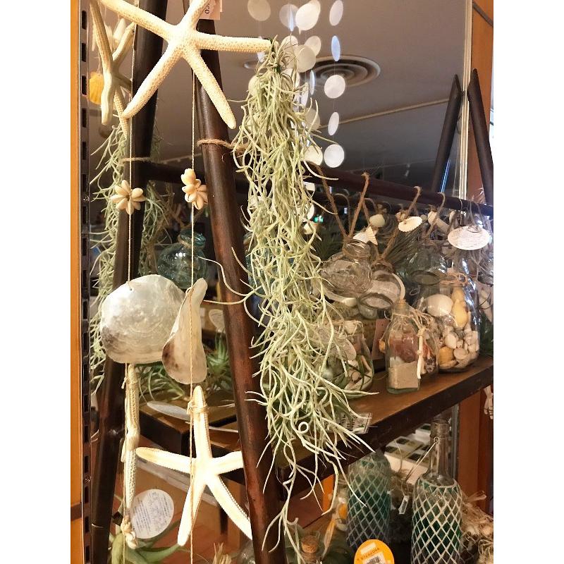 今日の超目玉 送料無料 自分で育てる エアープランツ エアプランツ ウスネオイデス チランジア ユーロプランツ Aynaelda Com