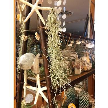 送料無料 エアープランツ エアプランツ ウスネオイデス 5セット チランジア スパニッシュモス ユーロプランツ Ap 0225 観葉植物 ユーロ プランツスタジオ 通販 Yahoo ショッピング