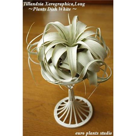 送料無料 エアープランツ エアプランツ キセログラフィカ ホワイトディッシュ チランジア ミニ 北欧 ユーロプランツ Ap 058 観葉植物 ユーロプランツスタジオ 通販 Yahoo ショッピング