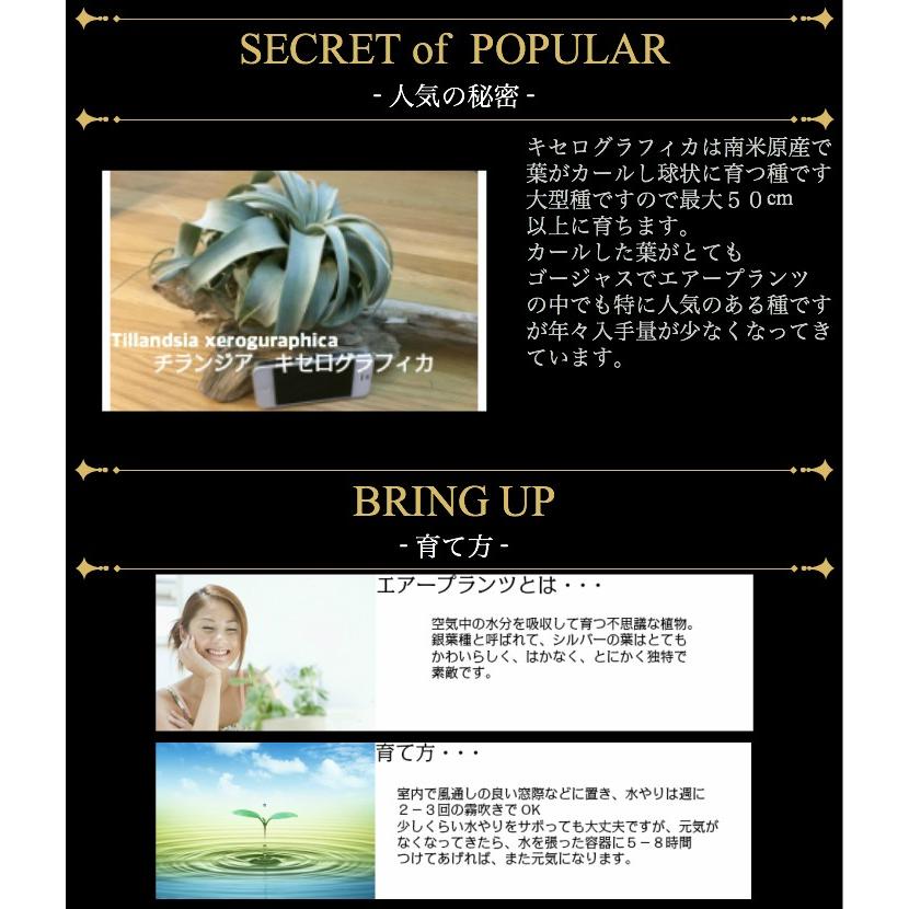 送料無料 エアープランツ エアプランツ キセログラフィカ ホワイトディッシュ チランジア ミニ 北欧 ユーロプランツ Ap 058 観葉植物 ユーロプランツスタジオ 通販 Yahoo ショッピング