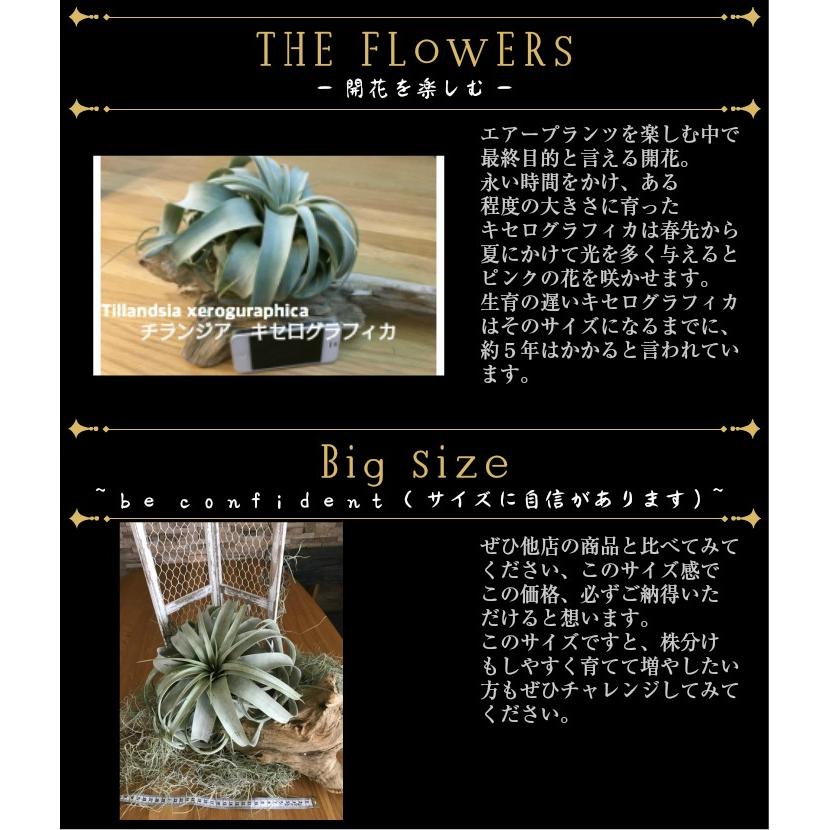 柔らかい 送料無料 エアープランツ エアプランツ キセログラフィカ ホワイトディッシュ チランジア ミニ 北欧 ユーロプランツ