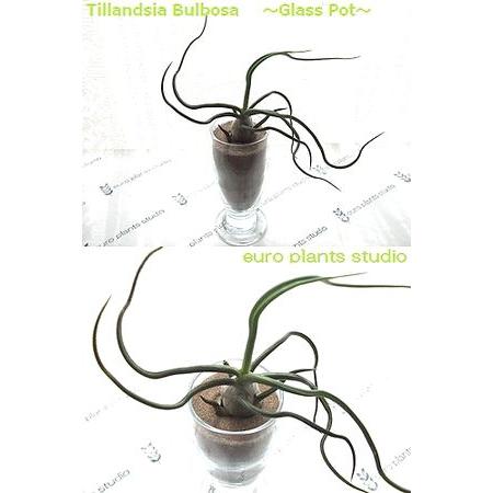 送料無料 観葉植物 エアープラン ブルボーサ デザイン グラス チランジア インテリア 北欧 おしゃれ 観葉植物 風水 植物工房eps Ap 071 観葉植物 ユーロプランツスタジオ 通販 Yahoo ショッピング