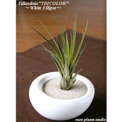 85 Off 送料無料 エアープランツ エアプランツ トリコロール ホワイトイリプス 容器 北欧 ユーロプランツ Wantannas Go Id
