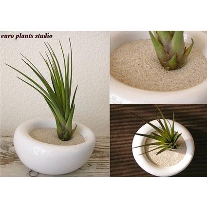 85 Off 送料無料 エアープランツ エアプランツ トリコロール ホワイトイリプス 容器 北欧 ユーロプランツ Wantannas Go Id