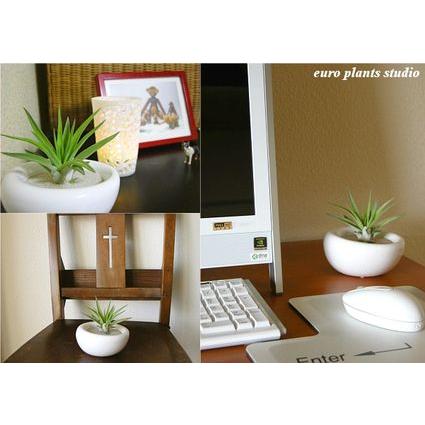 観葉植物 おしゃれ エアープランツ エアプランツ チランジア ブラキカウロス ホワイトイリプス インテリア 容器 北欧 植物工房eps Ap 103 観葉植物 ユーロプランツスタジオ 通販 Yahoo ショッピング