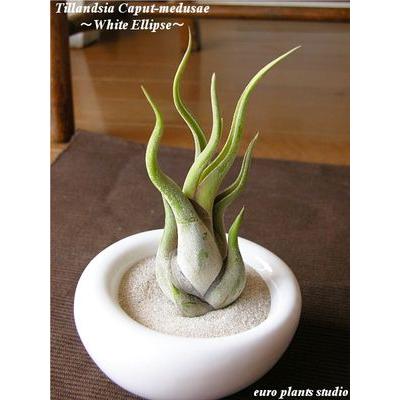 観葉植物 風水 植物 おしゃれ 室内 エアープランツ エアプランツ チランジア カプトメドゥーサ ホワイトイリプス 容器 北欧 ユーロプランツ 35 Off