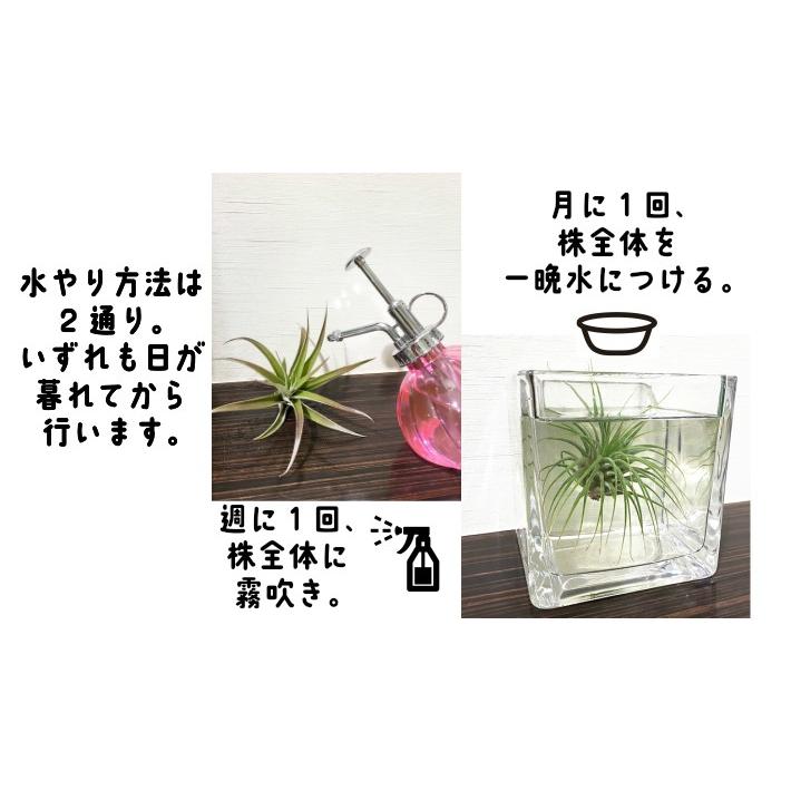 観葉植物 風水 植物 観葉植物 おしゃれ 室内 エアープランツ エアプランツ チランジア ブルボーサ ホワイトイリプス 容器 北欧 ユーロプランツ Ap 108 観葉植物 ユーロプランツスタジオ 通販 Yahoo ショッピング