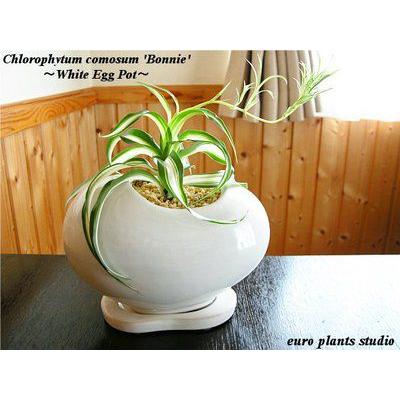 オリヅルラン ボニー ホワイトエッグポット 鉢植え 観葉植物 風水 植物 観葉植物 おしゃれ 室内 ユーロプランツ Bo 001 観葉植物 ユーロプランツスタジオ 通販 Yahoo ショッピング