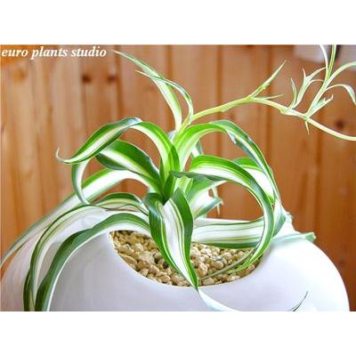 オリヅルラン ボニー ホワイトエッグポット 鉢植え 観葉植物 風水 植物 観葉植物 おしゃれ 室内 ユーロプランツ Bo 001 観葉植物 ユーロプランツスタジオ 通販 Yahoo ショッピング