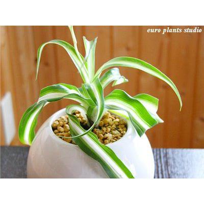 オリヅルラン ボニー 観葉植物 パーフェクトサークル ホワイト インテリア おしゃれ 観葉植物 風水 植物工房eps Bo 002 観葉植物 ユーロプランツスタジオ 通販 Yahoo ショッピング