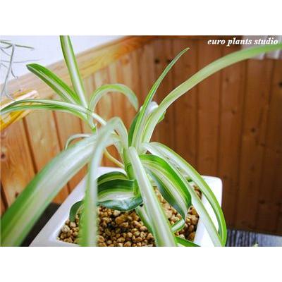 オリヅルラン ボニー 観葉植物 ホワイトスクエアポット インテリア おしゃれ 観葉植物 風水 植物工房eps Bo 003 観葉植物 ユーロプランツスタジオ 通販 Yahoo ショッピング