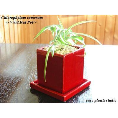 オリヅルラン ボニー ヴィヴィッドレッドスクエア 鉢植え 観葉植物 風水 植物 観葉植物 おしゃれ 室内 ユーロプランツ Bo 011 観葉植物 ユーロプランツスタジオ 通販 Yahoo ショッピング