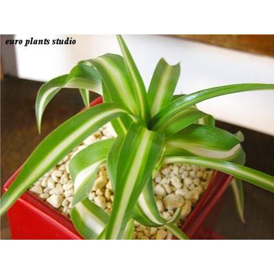 オリヅルラン ボニー 観葉植物 ヴィヴィッドレッドスクエア インテリア おしゃれ 観葉植物 風水 植物工房eps Bo 011 観葉植物 ユーロプランツスタジオ 通販 Yahoo ショッピング