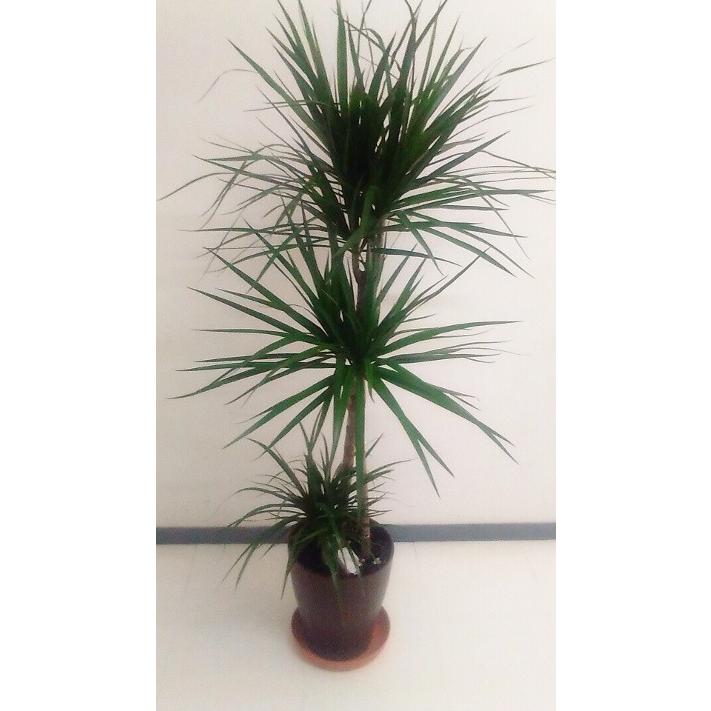 安いそれに目立つ 送料無料 ドラセナ コンシンネ 観葉植物 マジナータ インテリア 8号鉢 鉢植え 北欧 おしゃれ 観葉植物 風水 植物工房eps 新しいコレクション Www Technet 21 Org