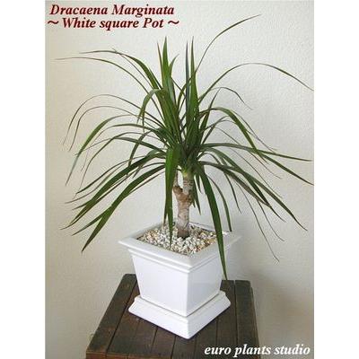 送料無料 ドラセナ コンシンネ マジナータ 真実の木 北欧 陶器 ホワイトスクエアポット 鉢植え 観葉植物 風水 植物 観葉植物 おしゃれ ユーロプランツ Dr 001 観葉植物 ユーロプランツスタジオ 通販 Yahoo ショッピング