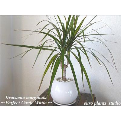 送料無料 ドラセナ コンシンネ マジナータ 真実の木 北欧 陶器 ホワイトサークル 鉢植え 観葉植物 風水 植物 観葉植物 おしゃれ ユーロプランツ Dr 004 観葉植物 ユーロプランツスタジオ 通販 Yahoo ショッピング