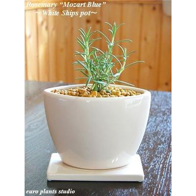 Epsオリジナルハーブ ローズマリー モーツァルトブルー ホワイトシップス おしゃれ 観葉植物 風水 植物工房eps Eh 004 観葉植物 ユーロプランツスタジオ 通販 Yahoo ショッピング