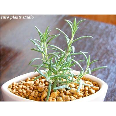 Epsオリジナルハーブ ローズマリー モーツァルトブルー ホワイトシップス おしゃれ 観葉植物 風水 植物工房eps Eh 004 観葉植物 ユーロプランツスタジオ 通販 Yahoo ショッピング