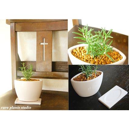 Epsオリジナルハーブ ローズマリー モーツァルトブルー ホワイトシップス おしゃれ 観葉植物 風水 植物工房eps Eh 004 観葉植物 ユーロプランツスタジオ 通販 Yahoo ショッピング