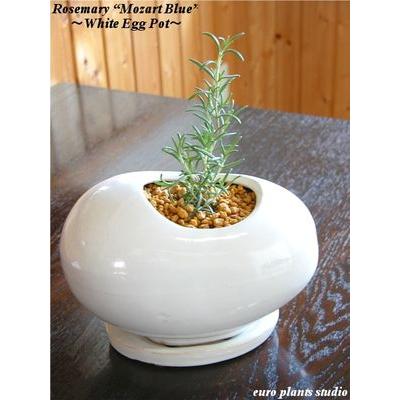 ローズマリー モーツァルトブルー ホワイトエッグポット Epsオリジナルハーブ 鉢植え 観葉植物 風水 植物 観葉