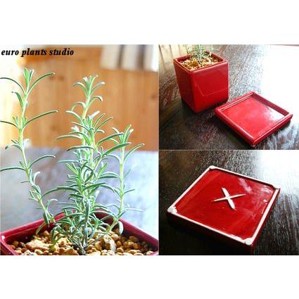 Epsオリジナルハーブ ローズマリー モーツァルトブルー ヴィヴィッド レッドポット おしゃれ 観葉植物 風水 植物工房eps Eh 011 観葉植物 ユーロプランツスタジオ 通販 Yahoo ショッピング
