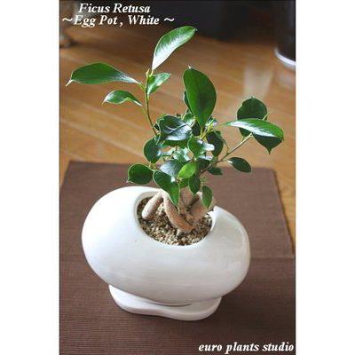 送料無料 ガジュマル 観葉植物 インテリア 鉢植え 陶器 ガジュマルの木 北欧 ホワイトエッグ おしゃれ 観葉植物 風水 植物工房eps Ga 003 観葉植物 ユーロプランツスタジオ 通販 Yahoo ショッピング