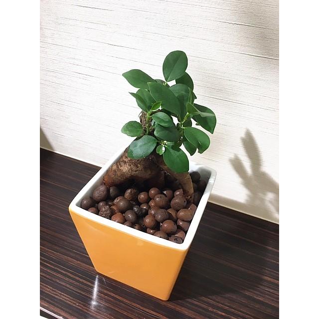 送料無料 ガジュマル ハイドロカルチャー インテリア ガジュマルの木 多幸の木 イエロースクエアポット 観葉植物 おしゃれ 鉢植え 風水 植物工房eps Ga 605 観葉植物 ユーロプランツスタジオ 通販 Yahoo ショッピング