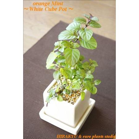 大自然蔵王の新鮮 ハーブシリーズ 専門農家直送 オレンジミント ホワイトキューブ 鉢植え 観葉植物 風水 おしゃれ ユーロプランツ Hq 045 観葉植物 ユーロプランツスタジオ 通販 Yahoo ショッピング