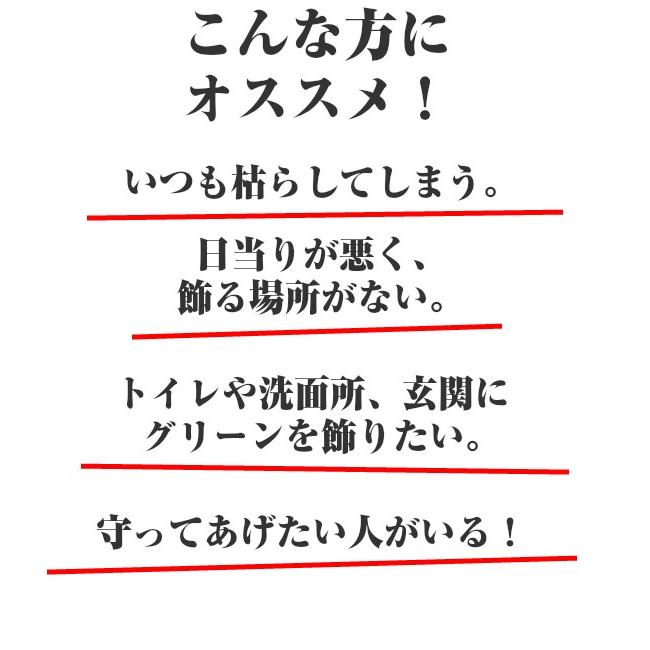 すべての美しい花の画像 ベスト50 ポトス 風水 玄関