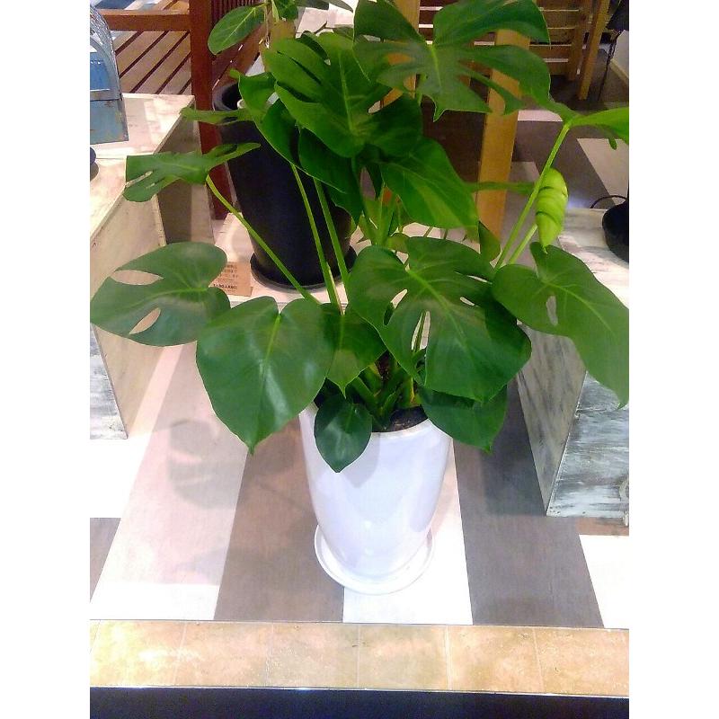 流行に 観葉植物 モンステラ 8号 陶器 鉢植え インテリア おしゃれ 観葉植物 風水 植物工房eps 楽天1位 Tiebreak Fr