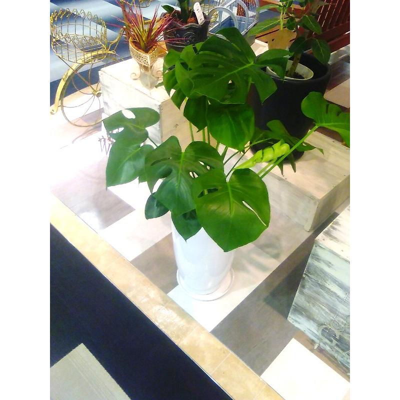モンステラ 8号 陶器 インテリア 観葉植物 おしゃれ 鉢植え 風水 植物工房eps Mst 100 観葉植物 ユーロプランツスタジオ 通販 Yahoo ショッピング