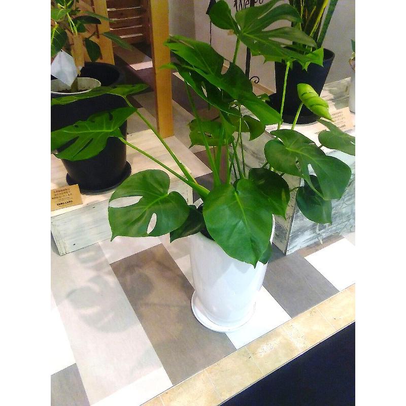 モンステラ 8号 陶器 インテリア 観葉植物 おしゃれ 鉢植え 風水 植物工房eps Mst 100 観葉植物 ユーロプランツスタジオ 通販 Yahoo ショッピング
