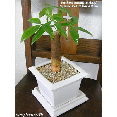 送料無料 パキラ 北欧 陶器 スクエアポット ホワイト Or ワインレッド 鉢植え 観葉植物 風水 植物 観葉植物 おしゃれ 室内 ユーロプランツ Pak 004 観葉植物 ユーロプランツスタジオ 通販 Yahoo ショッピング