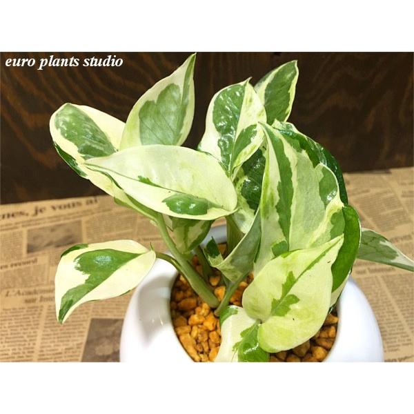送料無料 ポトス エンジョイ 観葉植物 風水 鉢植え インテリア ポトス 北欧 ホワイトサークル おしゃれ 観葉植物 風水 植物工房eps Pe 025 観葉植物 ユーロプランツスタジオ 通販 Yahoo ショッピング