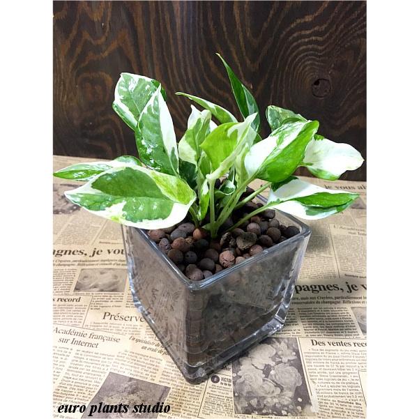 送料無料 ポトス おしゃれ エンジョイ ハイドロカルチャー モダンスクエアグラス ユーロプランツ 北欧 室内 植物 観葉植物 鉢植え 風水 パーティを彩るご馳走や エンジョイ