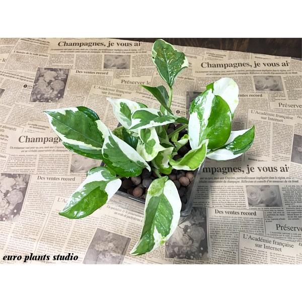 送料無料 ポトス エンジョイ 観葉植物 風水 ハイドロカルチャー インテリア ポトス 北欧 モダンスクエアグラス 植物工房eps Pe 1 観葉植物 ユーロプランツスタジオ 通販 Yahoo ショッピング