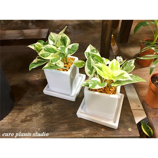 送料無料 ポトス エンジョイ ポトス 北欧 ホワイトキューブ Lサイズ 2セット 鉢植え 観葉植物 風水 植物 観葉植物 おしゃれ 室内 ユーロプランツ Pe 2 観葉植物 ユーロプランツスタジオ 通販 Yahoo ショッピング
