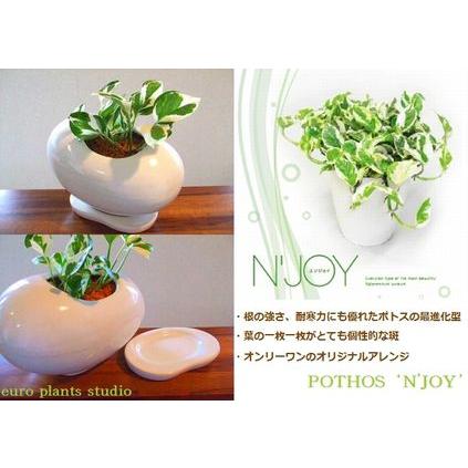 送料無料 ポトス エンジョイ ポトス 北欧 ホワイトエッグポット 鉢植え 観葉植物 風水 植物 観葉植物 おしゃれ ユーロプランツ Pe 251 観葉植物 ユーロプランツスタジオ 通販 Yahoo ショッピング