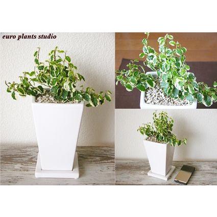 送料無料 フィカス プミラ 北欧 陶器 ホワイトトールスクエア 鉢植え 観葉植物 風水 植物 観葉植物 おしゃれ ユーロプランツ Pm 007 観葉植物 ユーロプランツスタジオ 通販 Yahoo ショッピング
